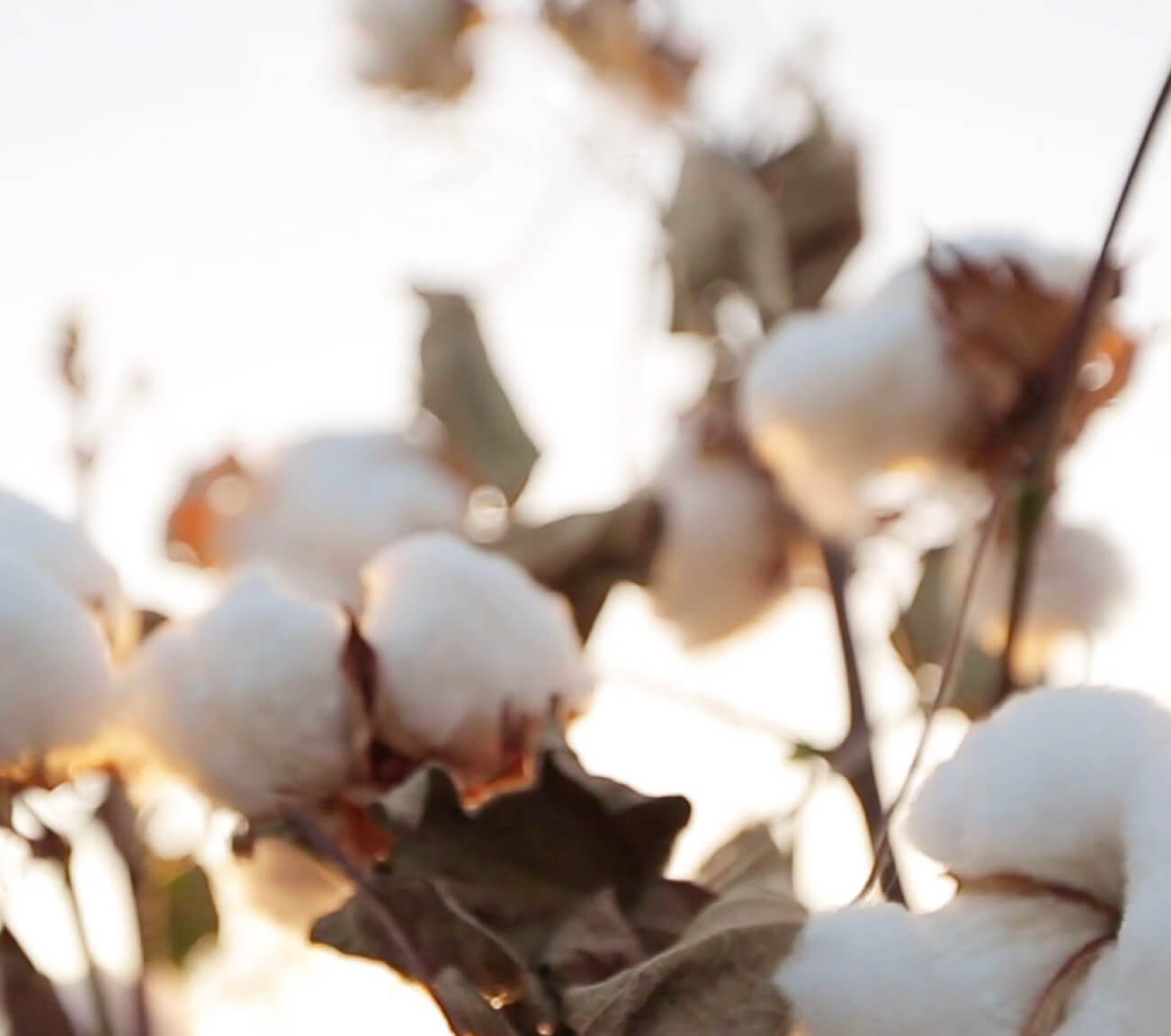 cotton images